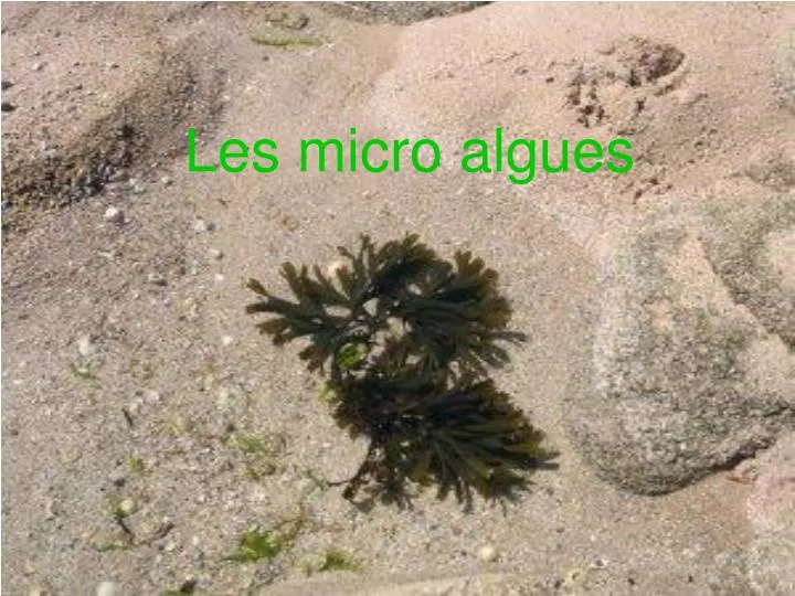 les micro algues