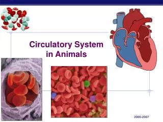 Circulatory System in Animals