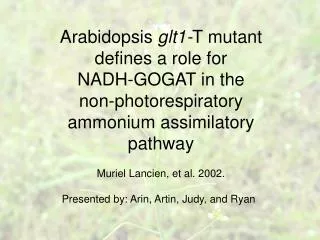 Arabidopsis glt1- T mutant defines a role for NADH-GOGAT in the non-photorespiratory ammonium assimilatory pathway