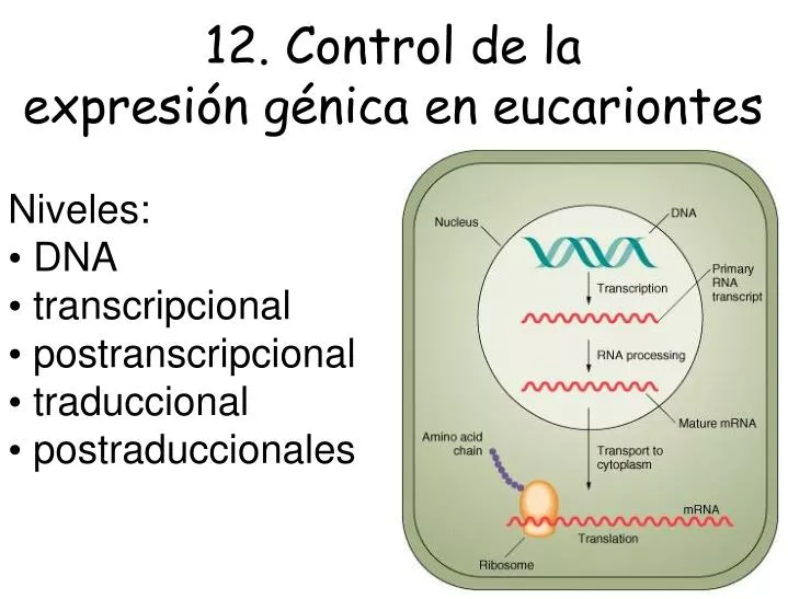 12 control de la expresi n g nica en eucariontes