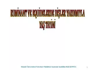 Selçuk Üniversitesi Veteriner Fakültesi Anatomi Anabilim Dalı KONYA