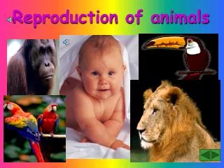 Reproduction of animals