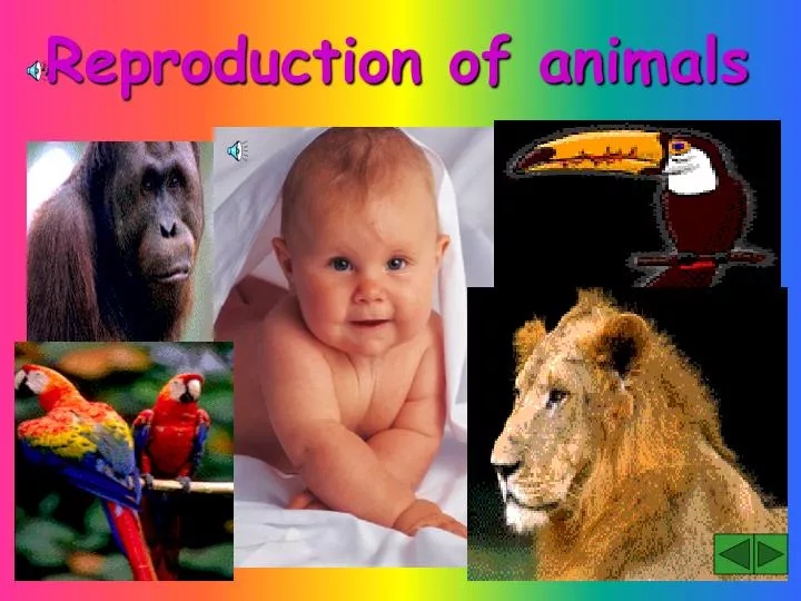 reproduction of animals