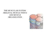 THE MUSCULAR SYSTEM: SKELETAL MUSCLE TISSUE AND MUSCLE ORGANIZATION