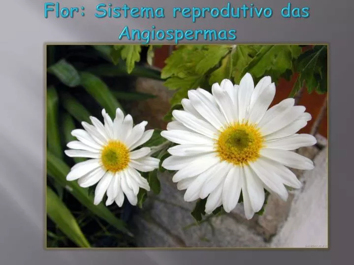 flor sistema reprodutivo das angiospermas