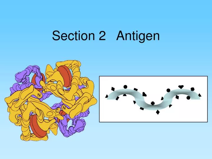 section 2 antigen