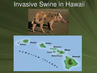 Invasive Swine in Hawaii