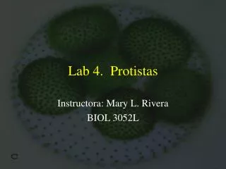 Lab 4. Protistas