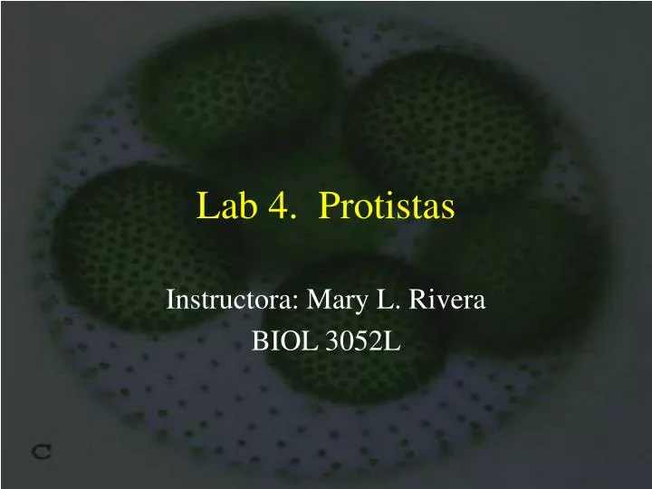 lab 4 protistas