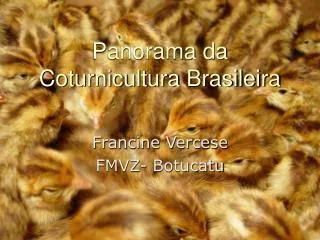 Panorama da Coturnicultura Brasileira