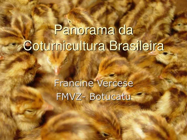 panorama da coturnicultura brasileira