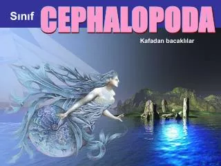 CEPHALOPODA