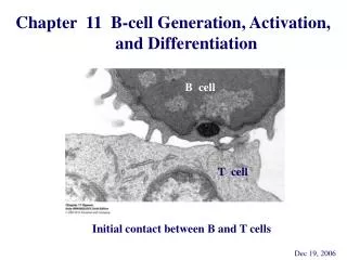 Chapter 11 B-cell Generation, Activation, and Differentiation