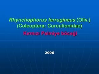 Rhynchophorus ferrugineus (Oliv.) (Coleoptera: Curculionidae) Kırmızı Palmiye böceği