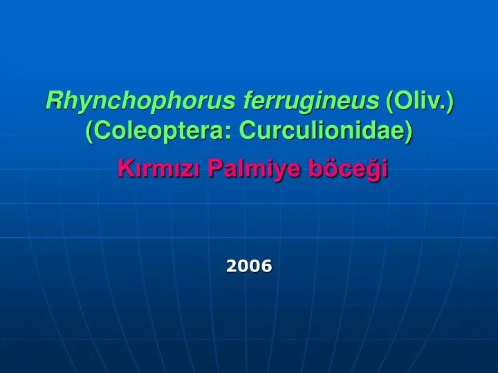 rhynchophorus ferrugineus oliv coleoptera curculionidae k rm z palmiye b ce i