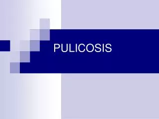 pulicosis