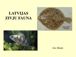 LATVIJAS ZIVJU FAUNA