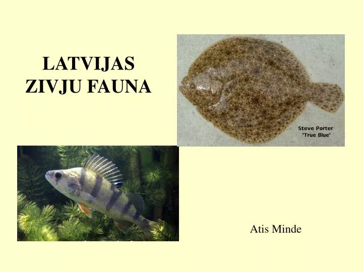 latvijas zivju fauna