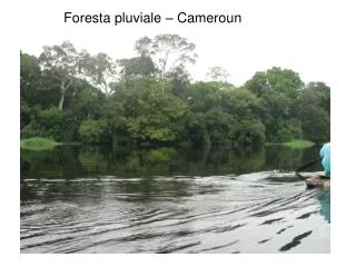 Foresta pluviale – Cameroun