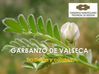 GARBANZO DE VALSECA