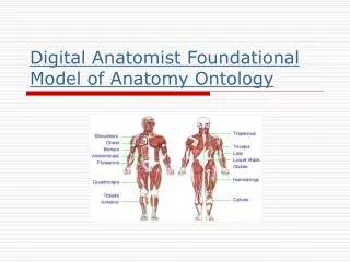 Digital Anatomist Foundational Model of Anatomy Ontology