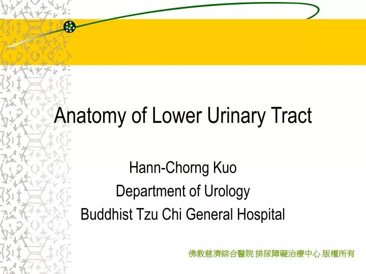 anatomy of lower urinary tract