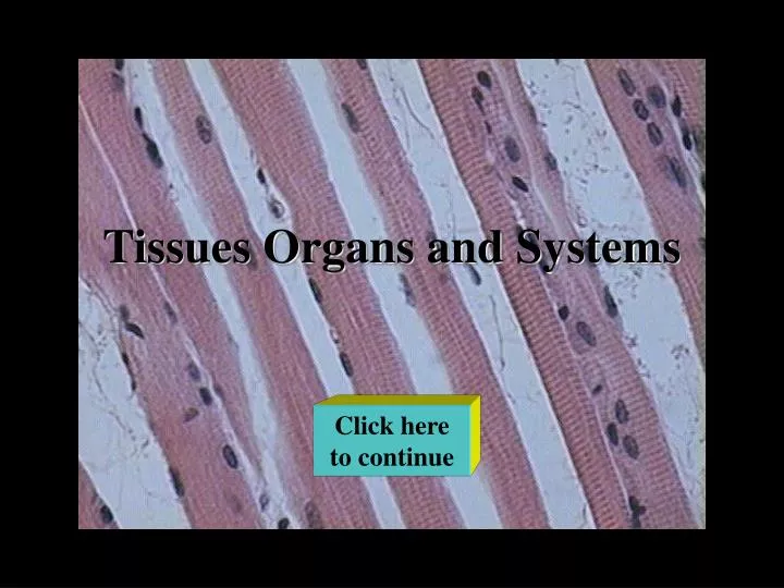tissues organs and systems