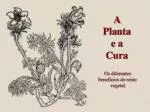 Os diferentes benefícios do reino vegetal - slide 1