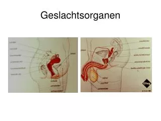 geslachtsorganen