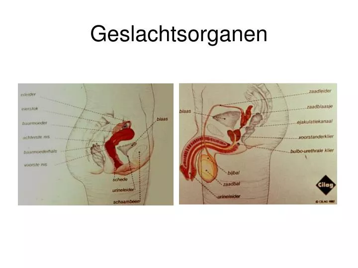 geslachtsorganen