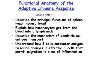 Functional Anatomy of the Adaptive Immune Response