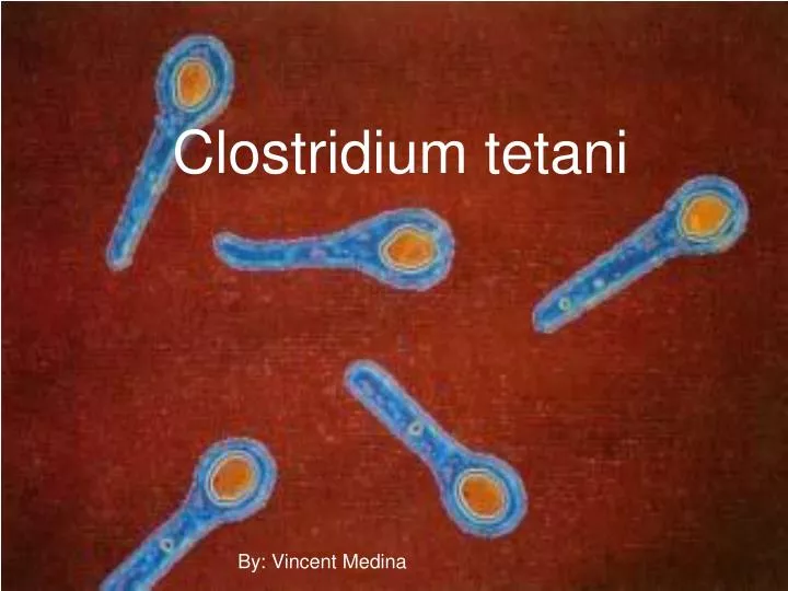 clostridium tetani