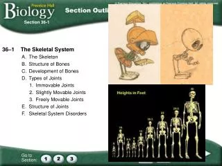 36–1 The Skeletal System A. 	The Skeleton B. 	Structure of Bones C. 	Development of Bones D. 	Types of Joints 1. 	Imm