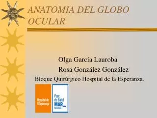anatomia del globo ocular