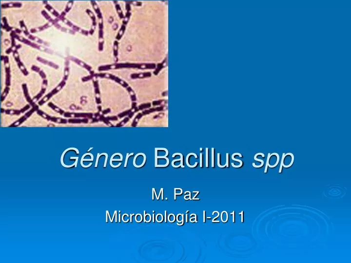 g nero bacillus spp