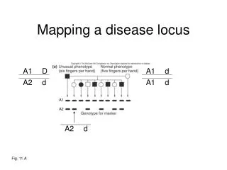 Mapping a disease locus