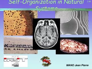 Self-Organization in Natural Systems