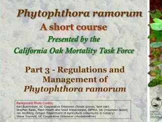 Phytophthora ramorum