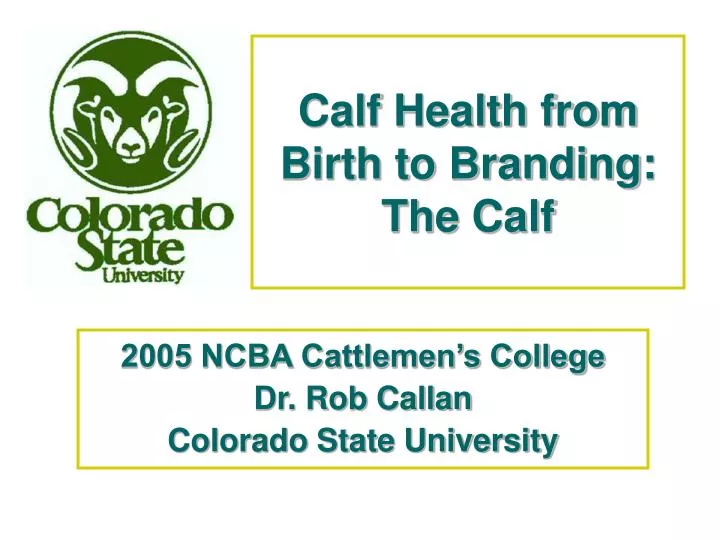 calf health from birth to branding the calf