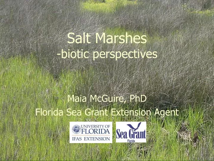 salt marshes biotic perspectives