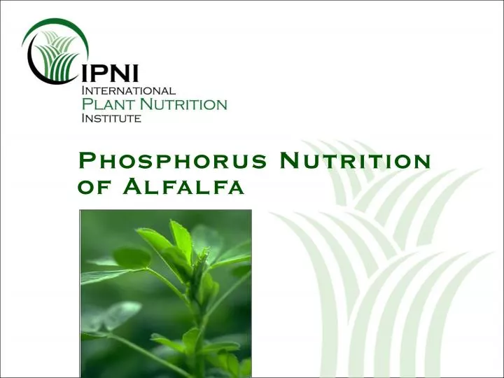 phosphorus nutrition of alfalfa