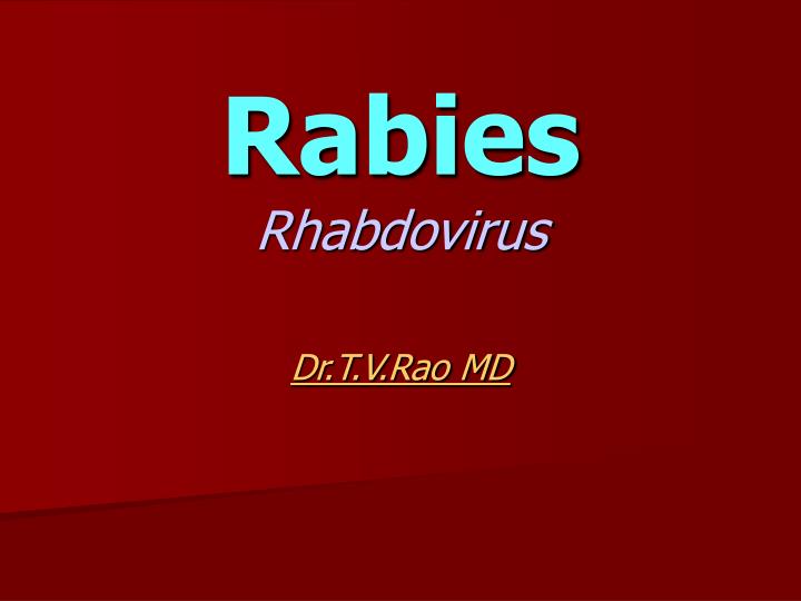 rabies rhabdovirus