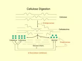 Cellulose Digestion