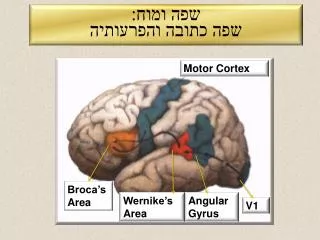 שפה ומוח: שפה כתובה והפרעותיה