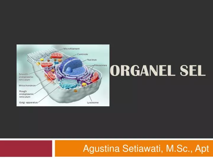 organel sel