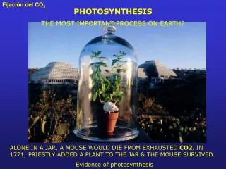 PHOTOSYNTHESIS THE MOST IMPORTANT PROCESS ON EARTH?