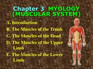 Chapter 3 MYOLOGY (MUSCULAR SYSTEM)