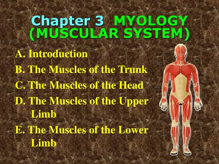 chapter 3 myology muscular system