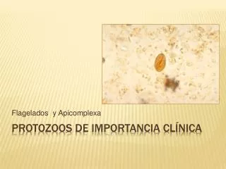 flagelados y apicomplexa