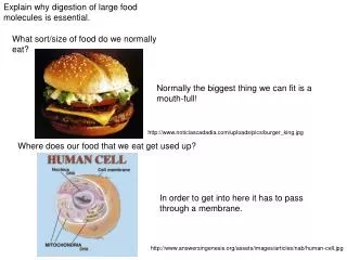 Explain why digestion of large food molecules is essential.